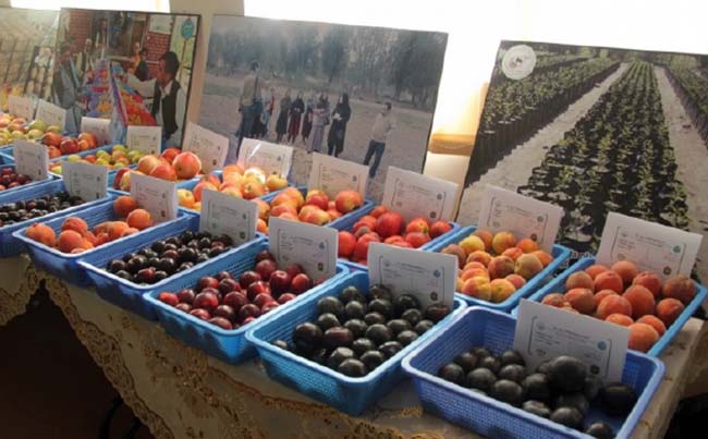 برنامه حمایت امریکا برای بازاریابی محصولات زراعتی و تجارت افغانستان تمدید شد
